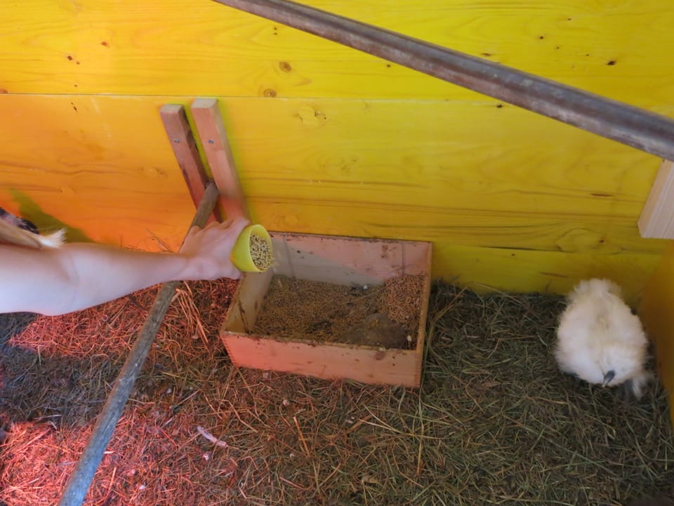 Elene leert einen kleinen Becher ins Futtergefäss im Hühnerkäfig.