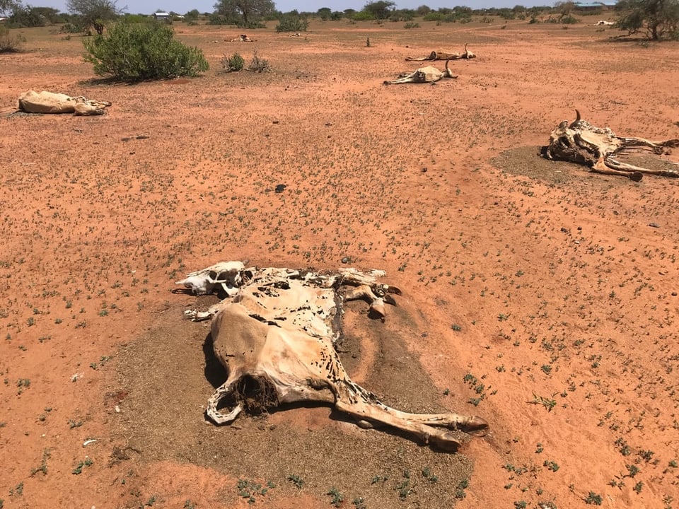 Fünf tote Kühe liegen auf dem Feld in der Dürre.