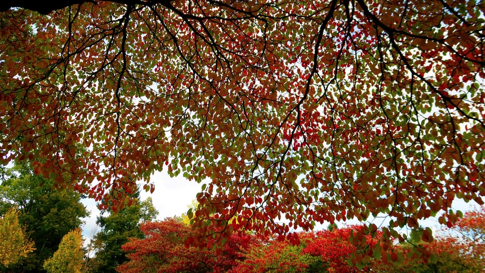 Bäume und Büsche mit roten und grünen Blättern.
