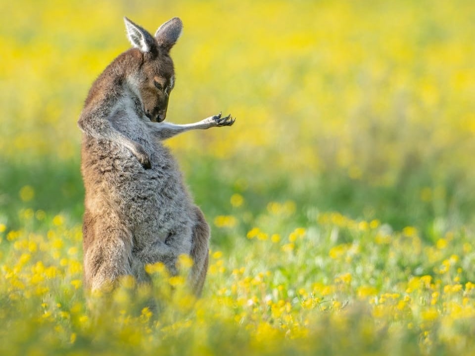 Auf dem Bild ist ein Känguru zu sehen.