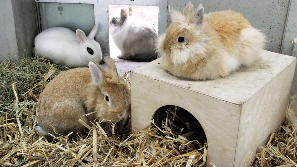 Kaninchen in einem Stall