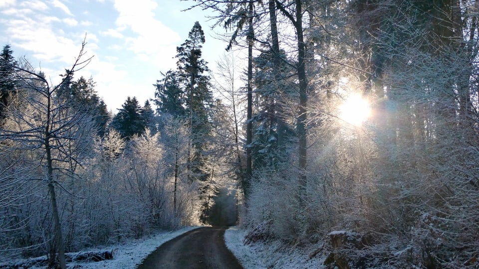 Die Sonne scheint durch verschneite Bäume auf dem Pfannenstiel.