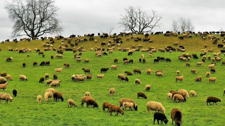 Eine grosse Schafherde in der Zentralschweiz.