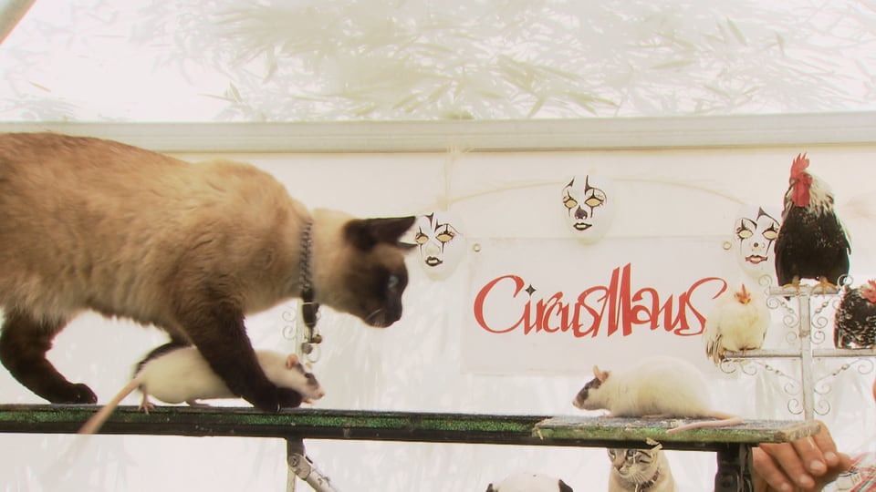 Eine Katze balanciert gemeinsam mit zwei Ratten auf einem Balken.