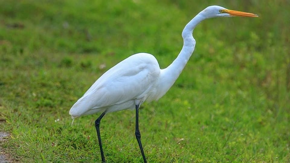 Ein grosser, langbeiniger, fast weisser Vogel mit langem Schnabel.