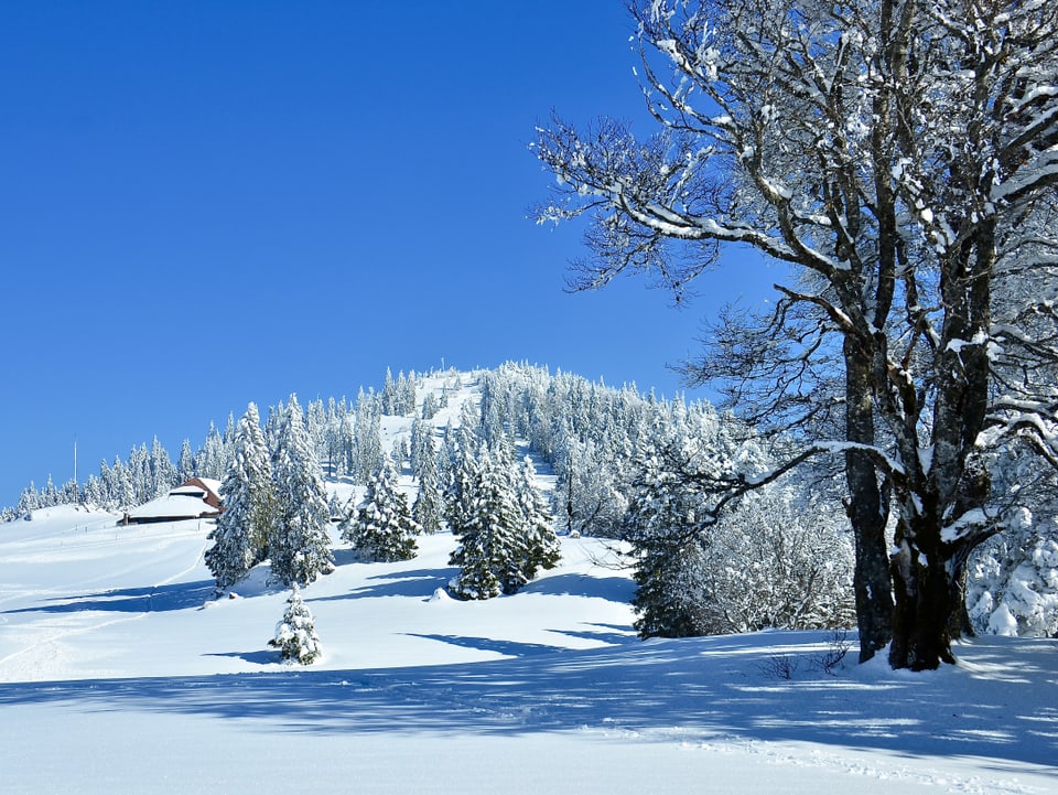 Schnee und verschneite Bäume, blauer Himmel.