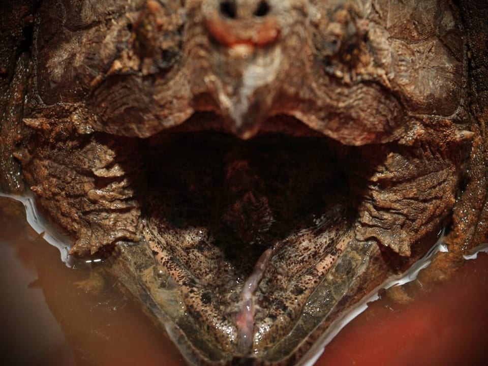 Auf dem Bild ist der Mund einer Geierschildkröte zu sehen.