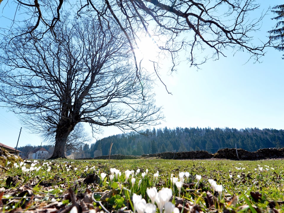 Weiss blühende Krokkusse unter einem Baum, es herrscht strahlend blaues Frühlingswetter.