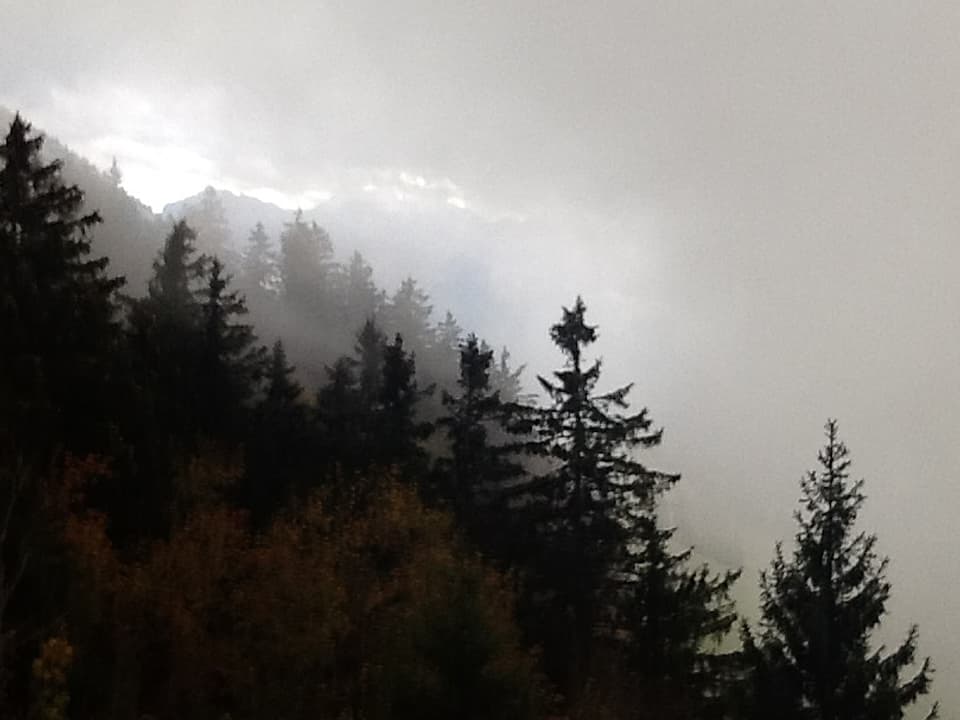 Graue Wolken in Baumhöhe.