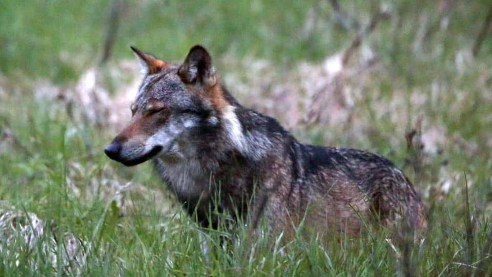 Ein Wolf, aufgenommen 2013 bei Bellwald/VS