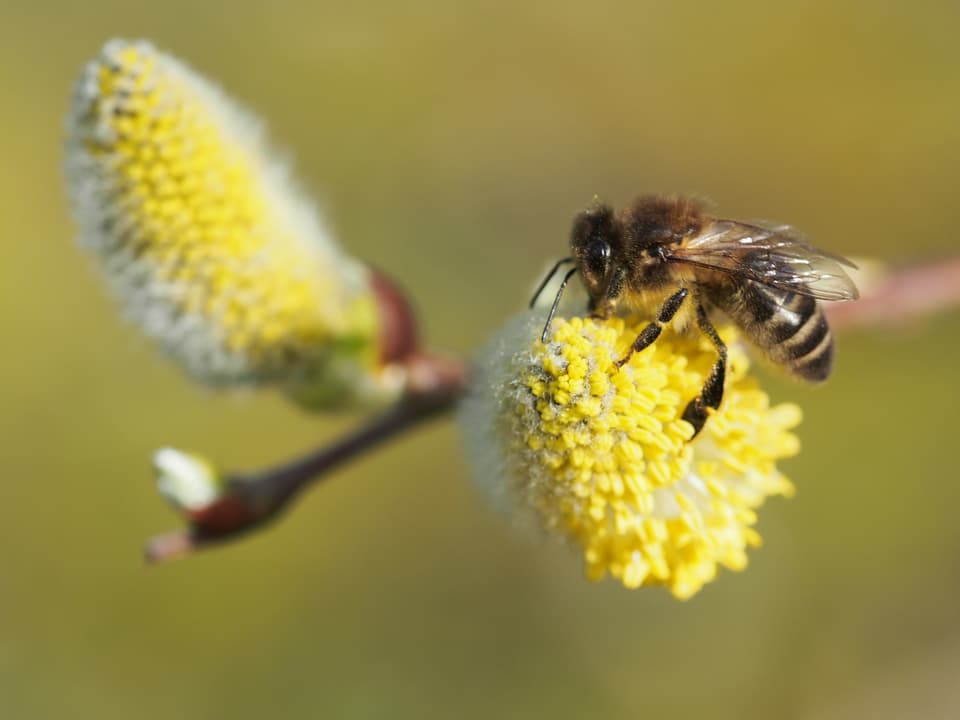 Grossaufnahme einer Biene, die auf einem Weidenkätzchen sitzt.