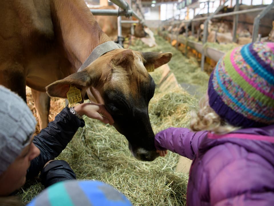 Besucher streicheln eine Kuh an Eröffung der Olma, der Schweizer Messe für Landwirtschaft und Ernährung.