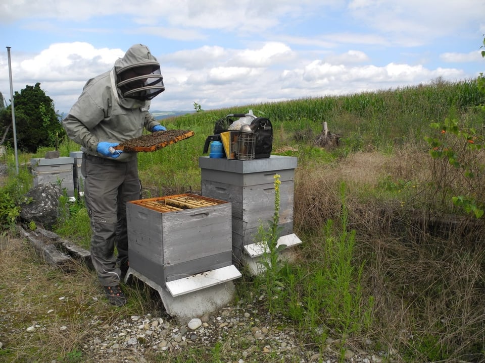Christoph Villiger im Imkeranzug an einem Bienenstock.