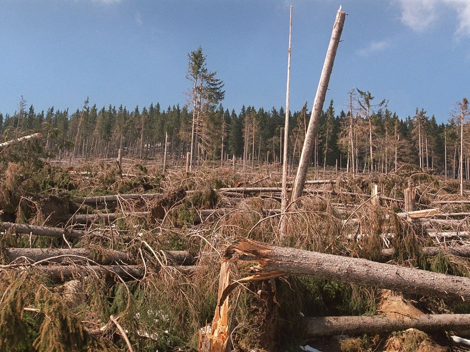 Umgeknickte Bäume, mehr als die Hälfte eines Fichtenwaldes wurde vernichtet