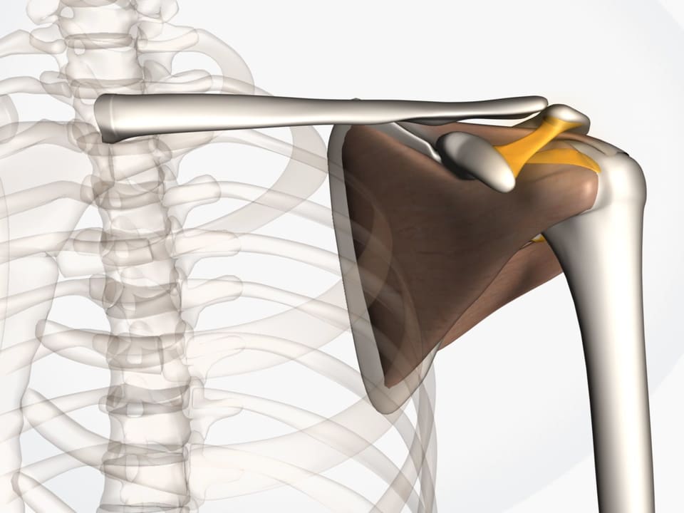 Grafische Darstellung des Schultergürtels