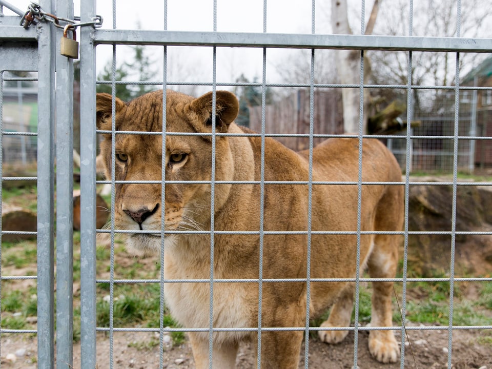 Ein Löwe blickt durch Gitter