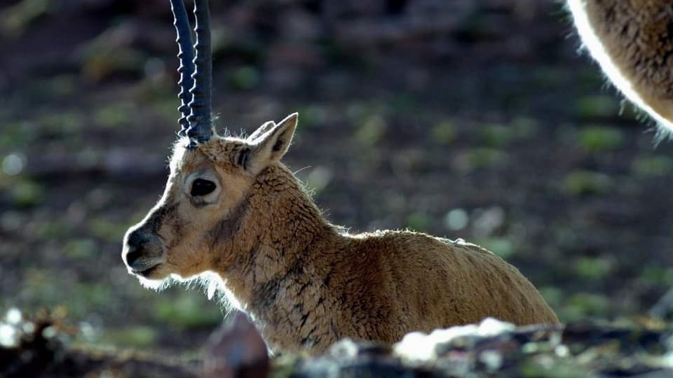 Aufnahme einer liegenden Tibet-Antilope.