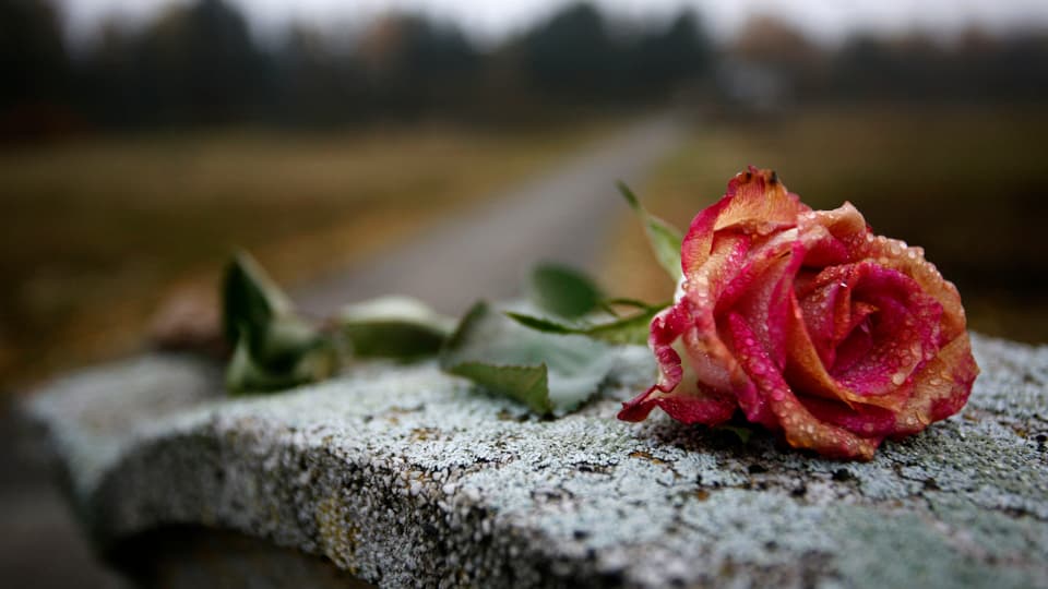 Auf einem Gedenkstein im KZ Bergen-Belsen hat jemand eine Rose abgelegt (Symbolbild).