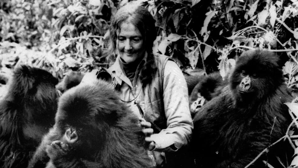 Dian Fossey im Jahr 1982 in Ruanda in der Region der Virunga-Berge.