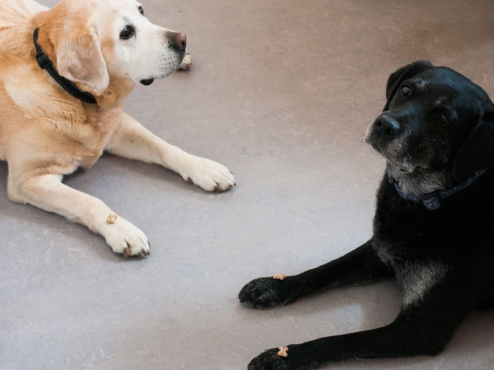 Keine blöden Blicke, keine Kommentare. Die beiden Hunde Joy und Queenie sind für die Patienten sehr wichtig. 