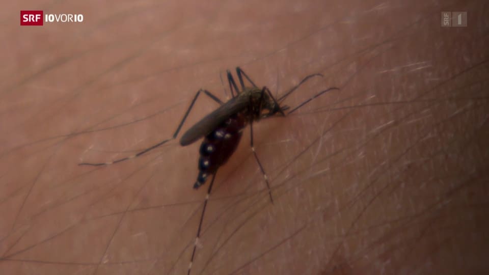 Mehr Dengue-Fieber in der Schweiz