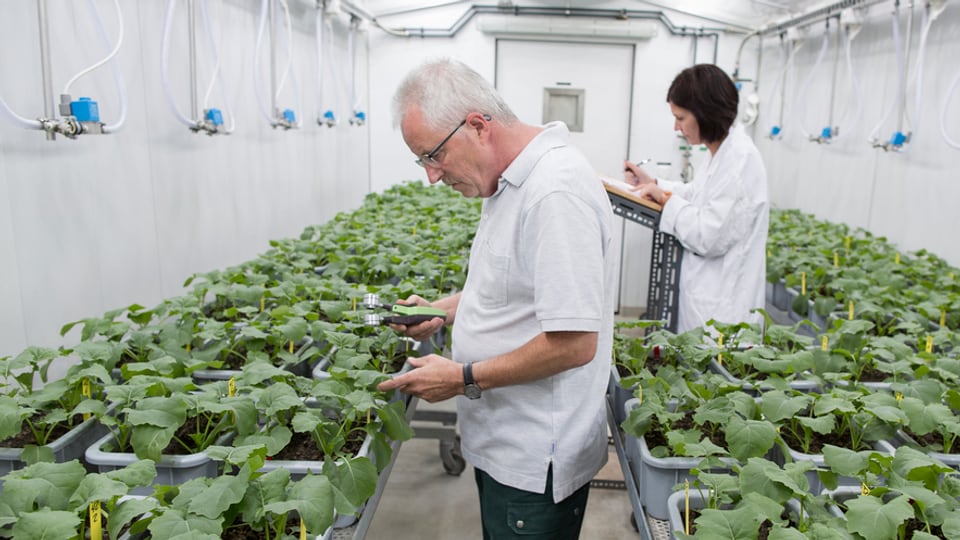 Bleiben vom Stellenabbau verschont: Syngenta-Angestellte am Standort Stein.