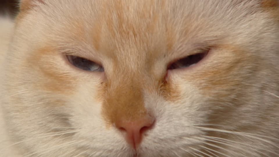 Zwei weisse Katzen sitzen auf einer Betontreppe.