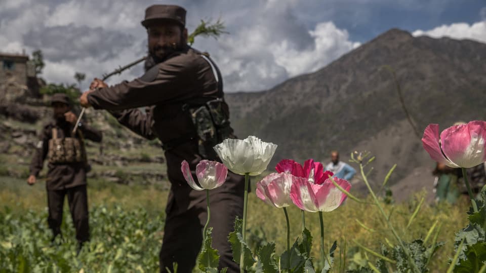 Afghanistan, Mohnanbau.