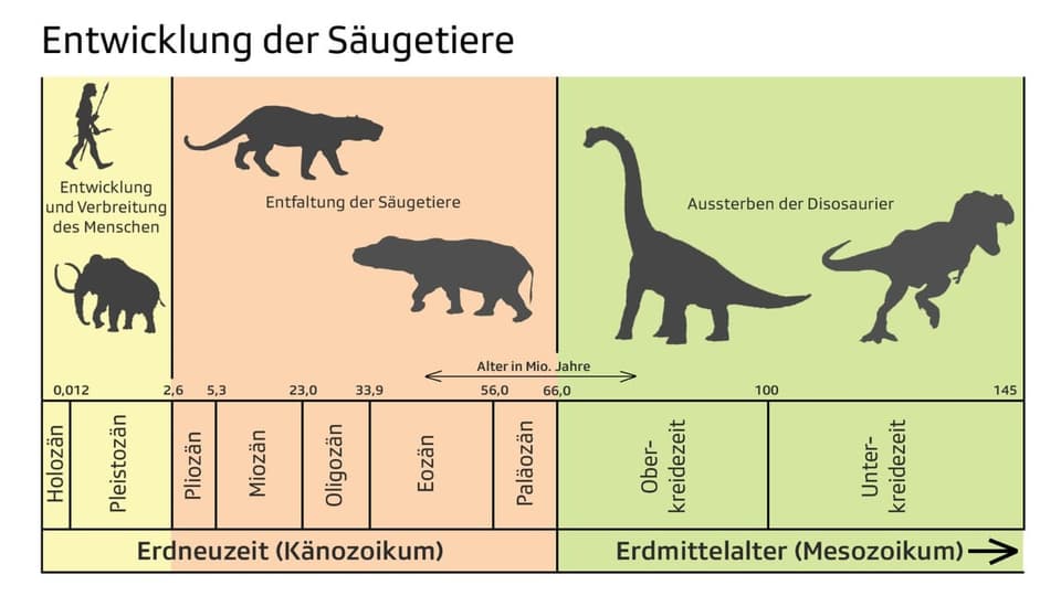 Entwicklung der Säugetiere Epochen der Erdneuzeit