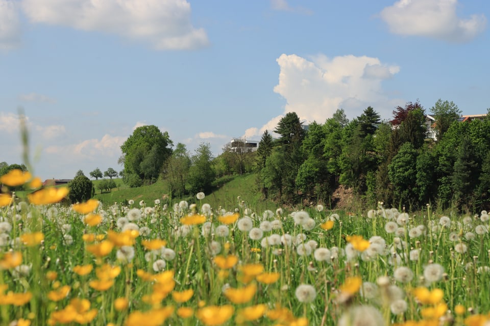 Blumenwiese in Schötz/LU