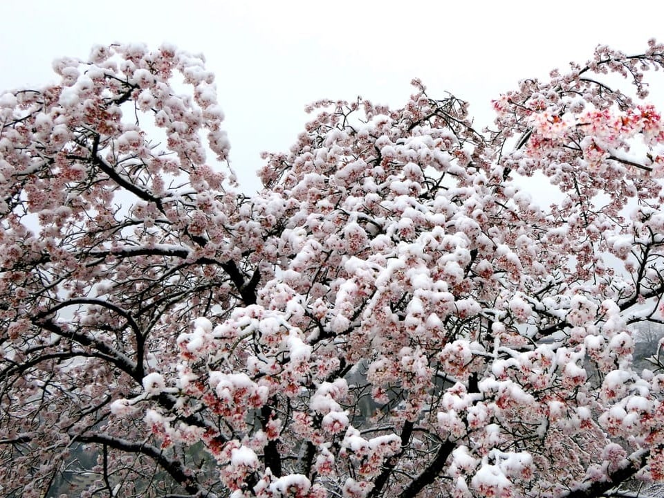 Schneebedeckte Kirschblüten