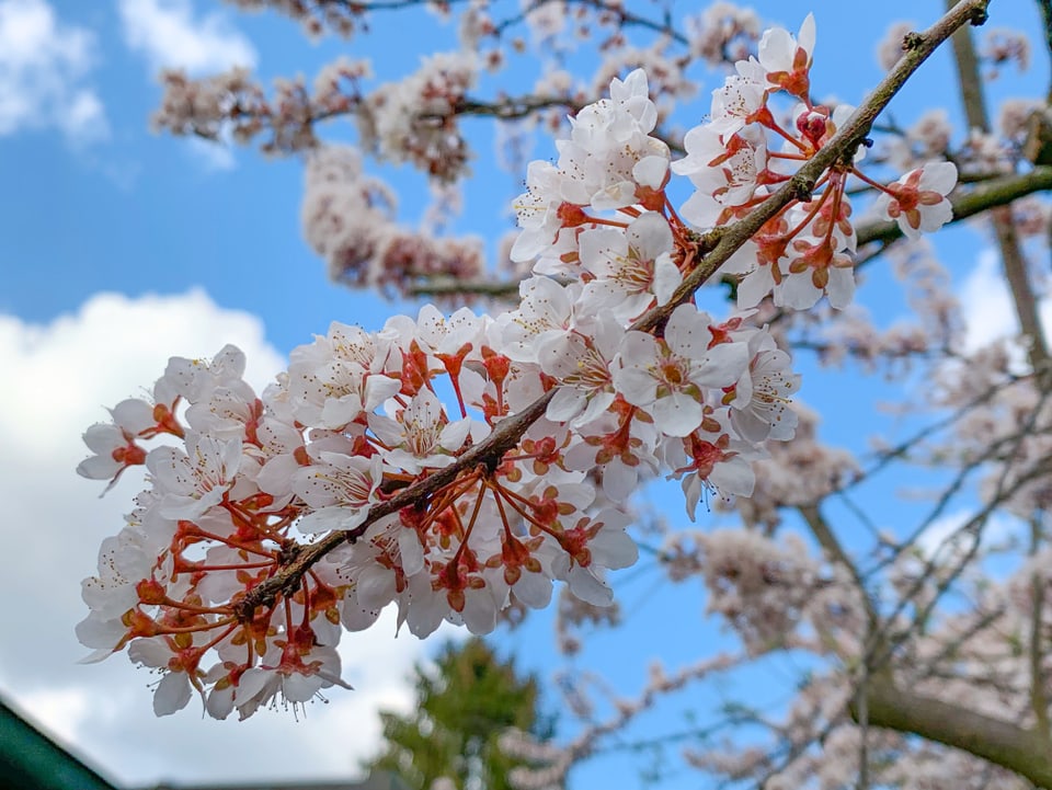 Blüten an einem Ast eines Pflaumenbaumes.