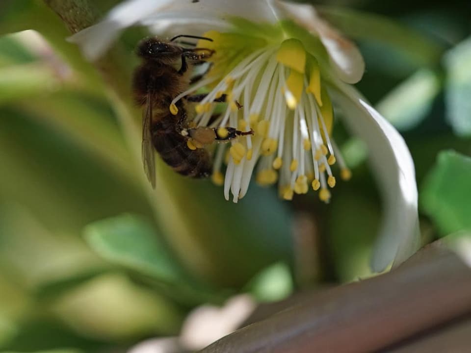 Eine Biene sammelt Pollen auf einer Christrose.