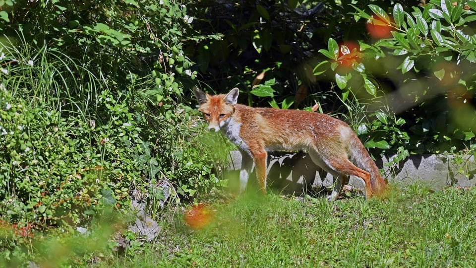Ein Fuchs im Garten