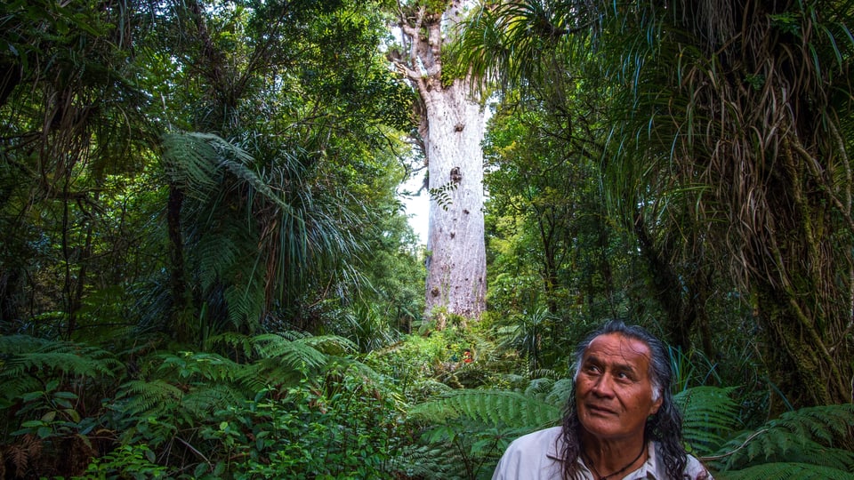 Waipoua Forest Neuseeland: Heiligtum der Maori in Gefahr