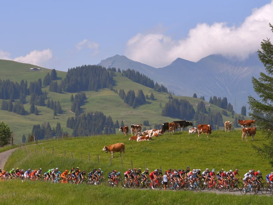 Die Tour de Suisse.