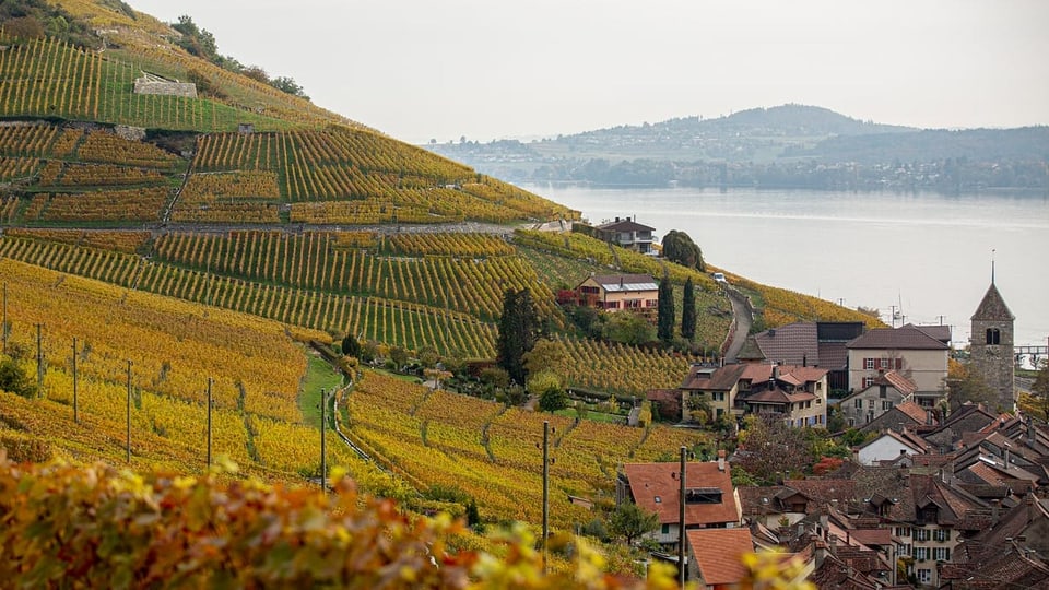 ein Hang mit vielen Reben und einem kleinen Dorf