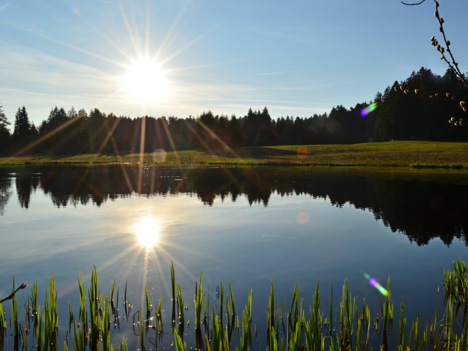 Blick über einen Teich mit glatter Oberfläche, auf der sich die Sonne spiegelt, ans grüne Ufer. Die Sonne ist auch am Himmel sichtbar, der wolkenlos ist. 