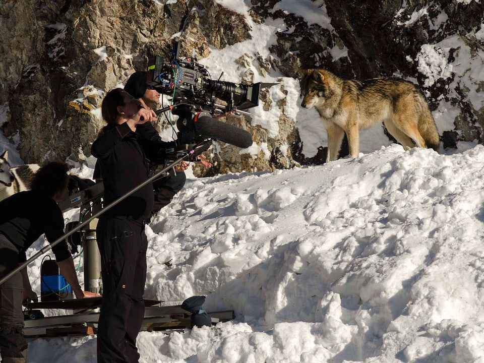 Aufnahmen mit dem dressierten Film-Wolf, der erhöht im Schnee steht.