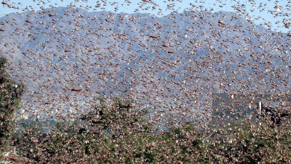 Ein Schwarm voller Wüsteninsekten 