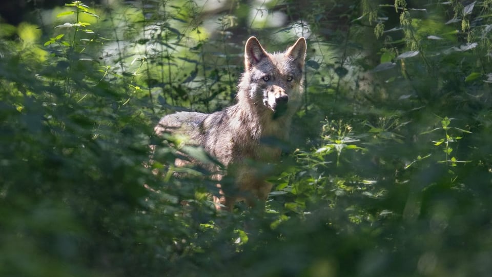 Man sieht einen Wolf in einem Gebüsch