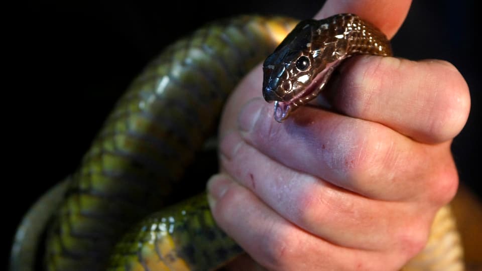 Zusehen ist ein grünlicher Inlandtaipan der von einer Hand gehalten wird.