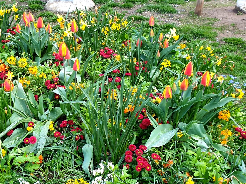 Frühlingsblumen in einem Stadtpark.