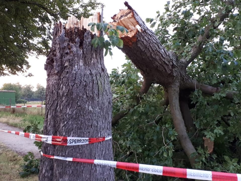 Umgeknickter Baum