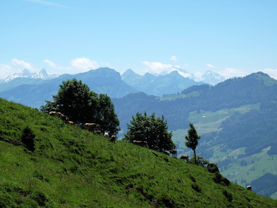Kühe grasen an einem Steilhang, im Hintergrund die Berge.