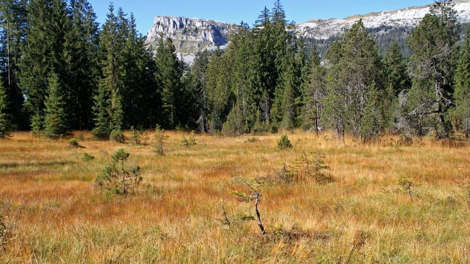 Hochmoor Salwidili im Entlebuch. Eine Moorlandschaft und im Hintergrund Berge.