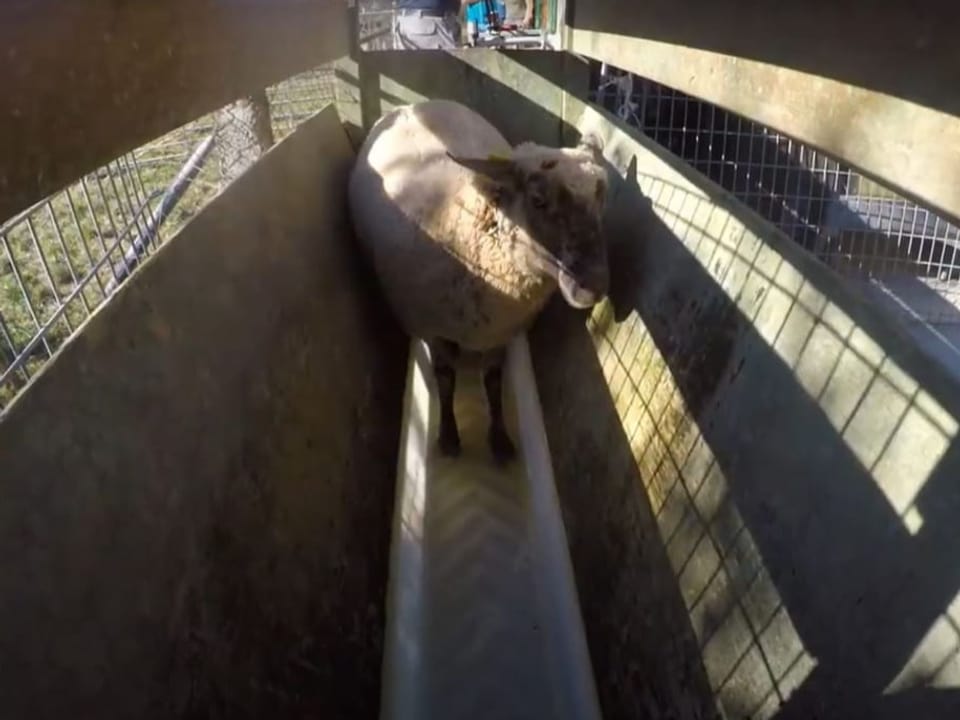 Ein Schaf steht in einem eingezäunten Wasserbad