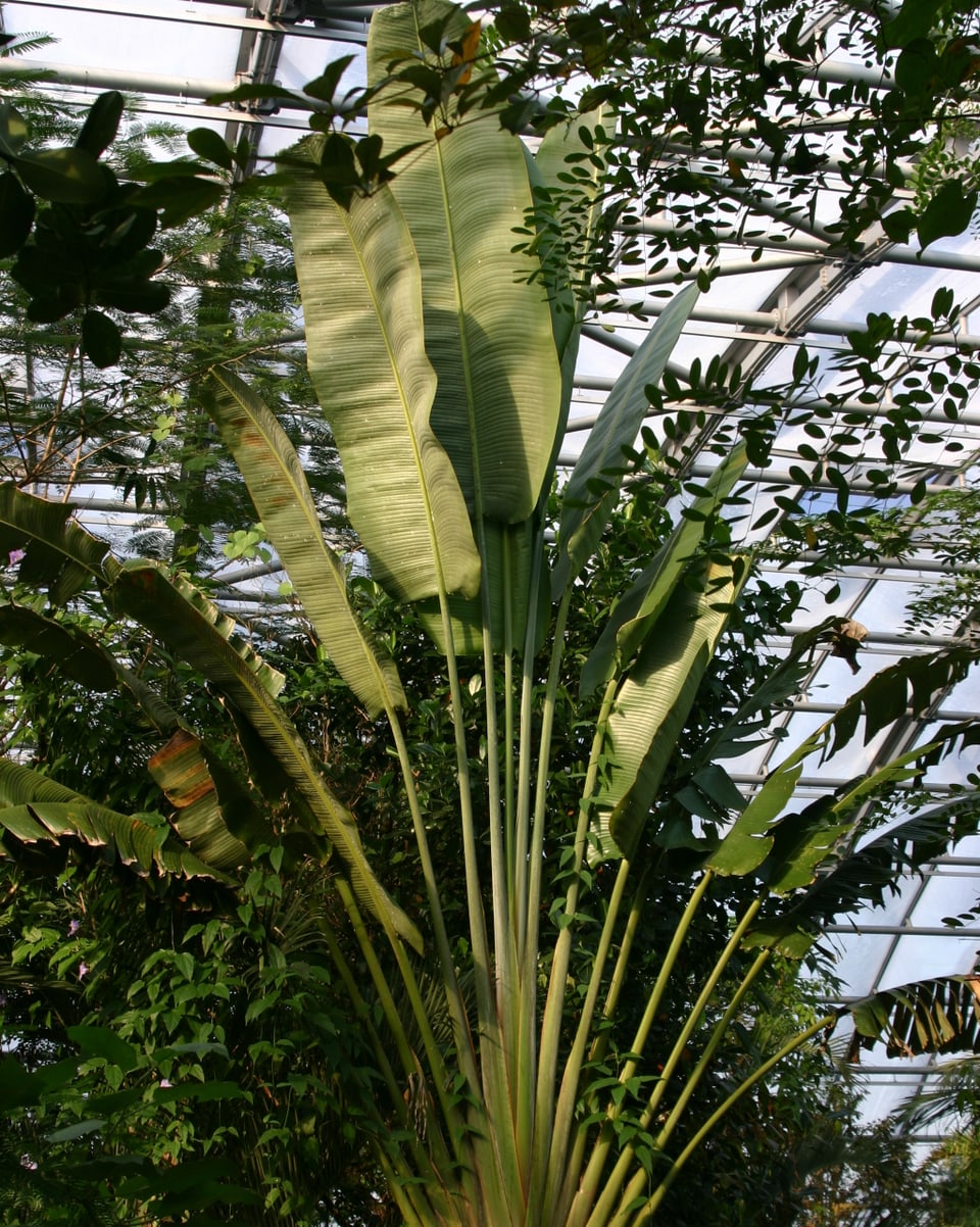 Die Ravenala ist die Nationalpflanze Madagaskars.
