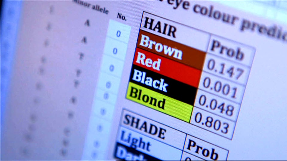 Bildschirmausschnitt eines forensischen DNA-Analyse-Programms, das gerade Wahrscheinlichkeiten für Haarfarben anzeigt. 