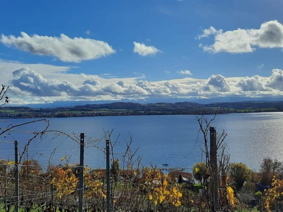 Der blaue Murtensee vom Mont Vully aus gesehen mit Schönwetterwolken.